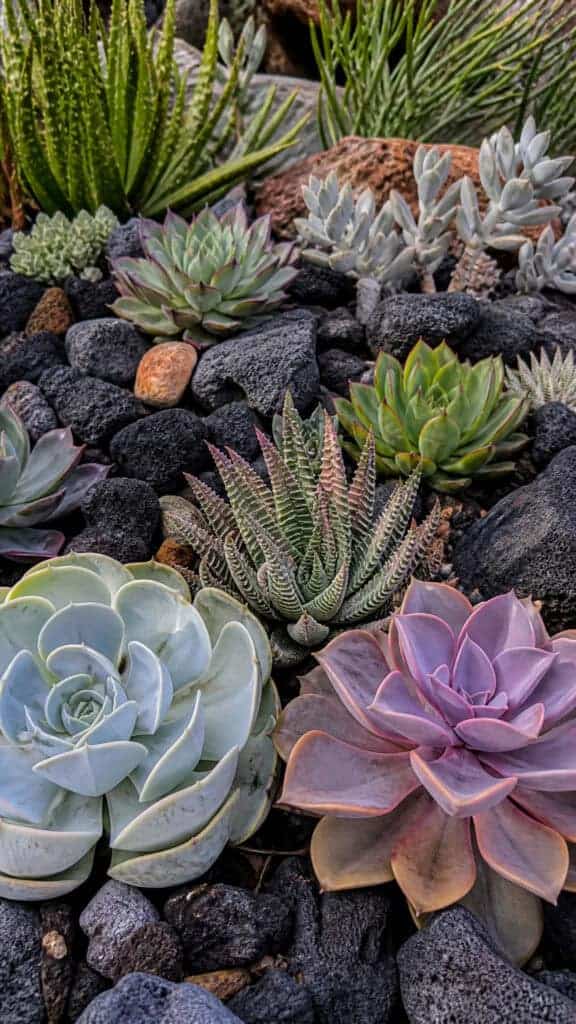 Black Rock Succulent Garden