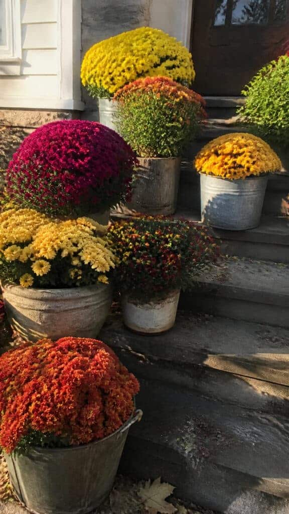 Mums in Every Corner