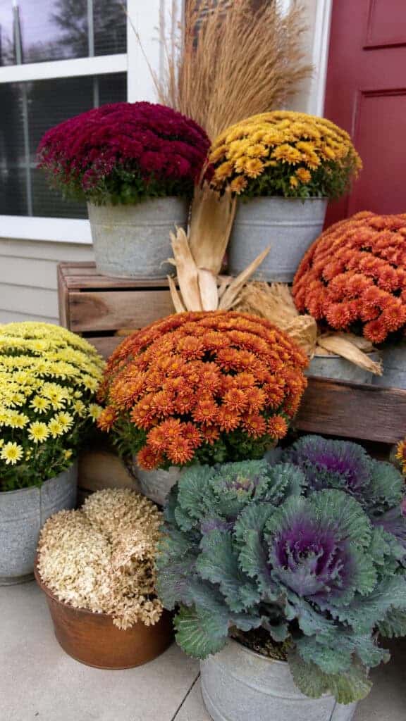 Incorporate Mums and Fall Flowers