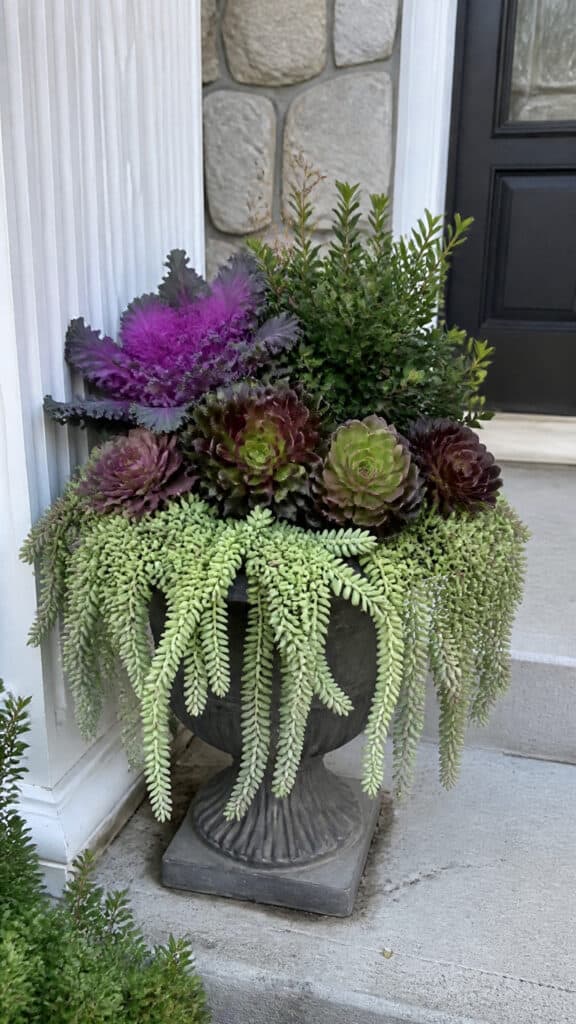 Low-Maintenance Succulent and Evergreen Options