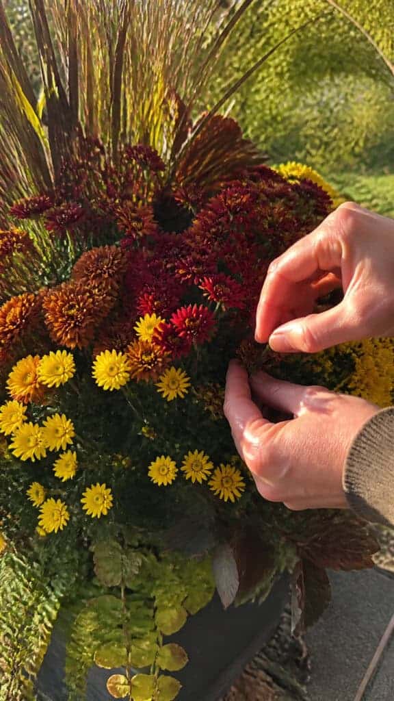 Maintaining Your Fall Urns Throughout the Season