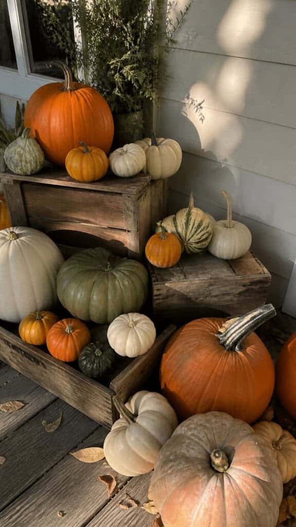 Layer In Pumpkins And Gourds Of Various Sizes