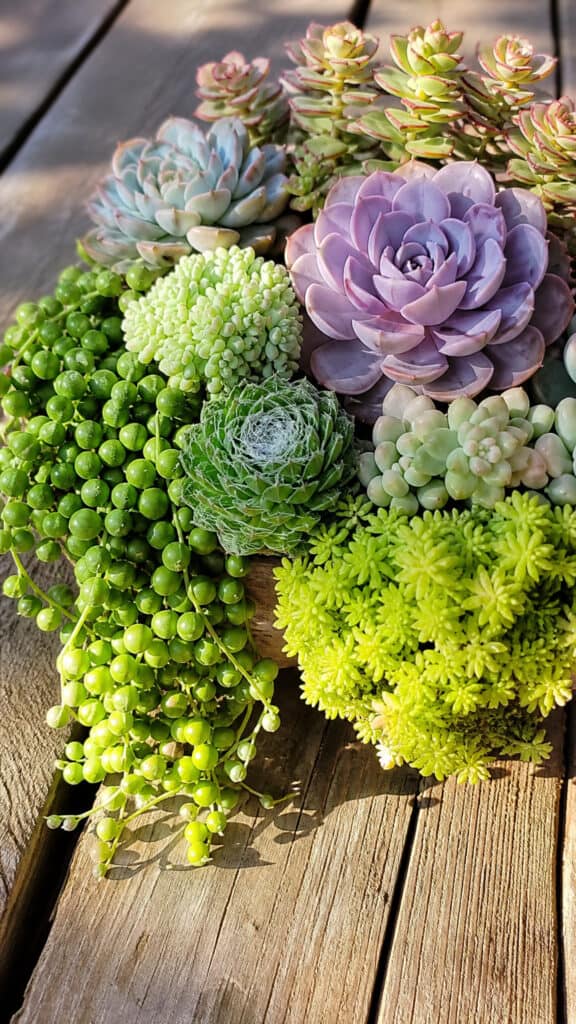 Selecting the Best Succulents for Fairy Garden Magic