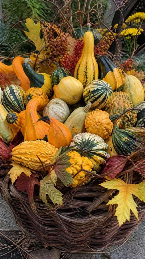 Bountiful Gourd Garden
