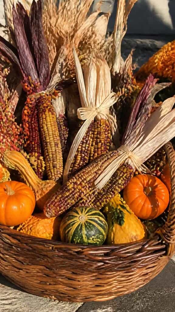 Colorful Corn and Harvest Celebration