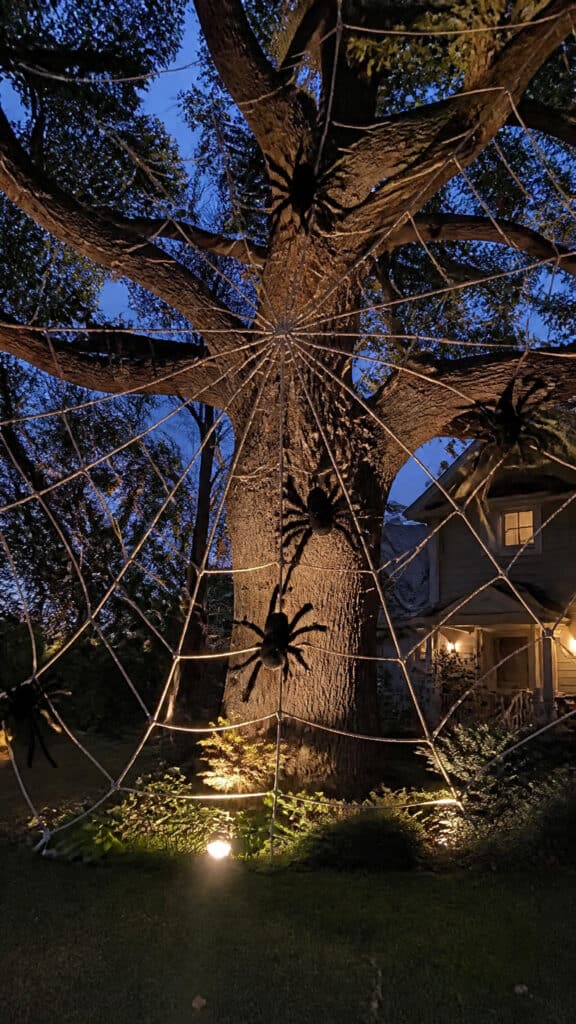 Giant Spider Webs with Oversized Spiders