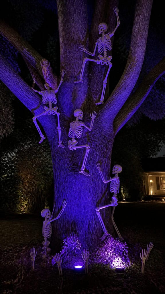 Skeleton Climbing Display