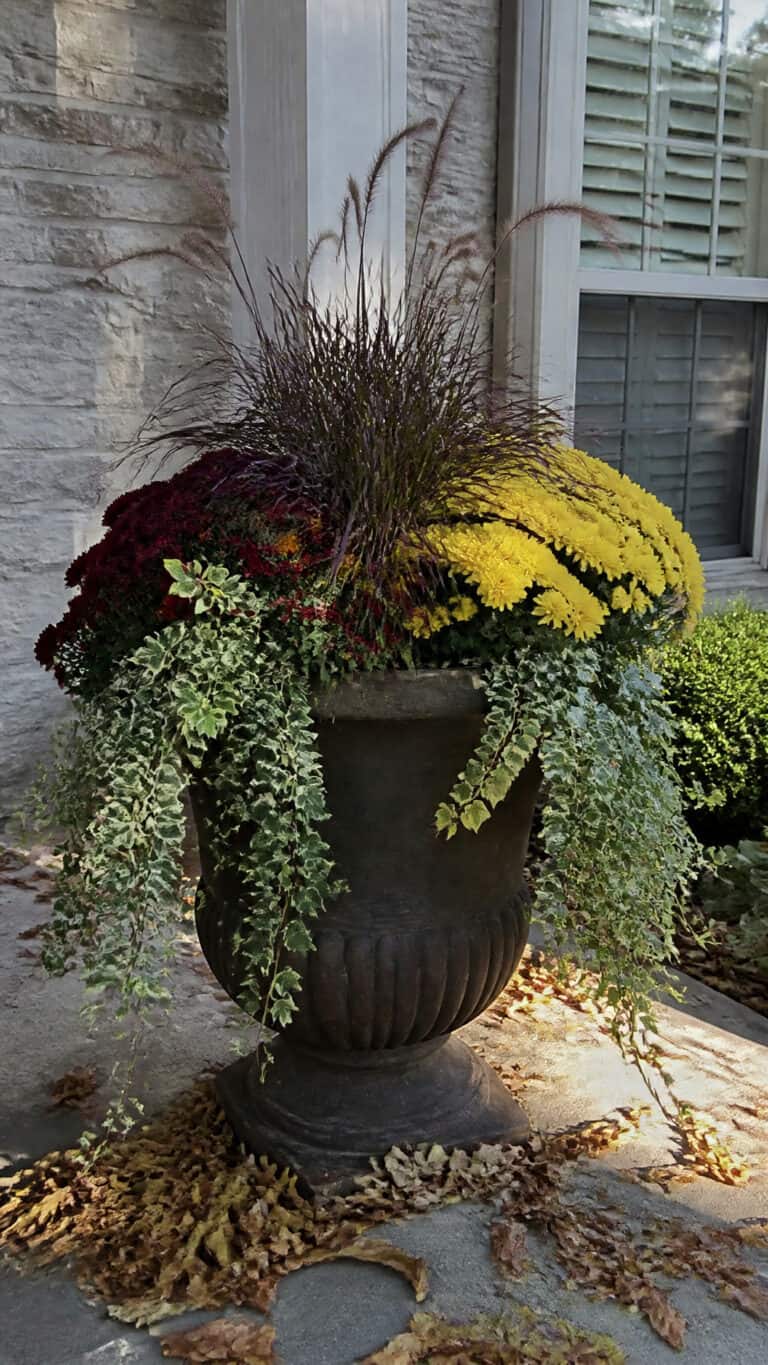 Classic Mum and Ornamental Grass Combinations