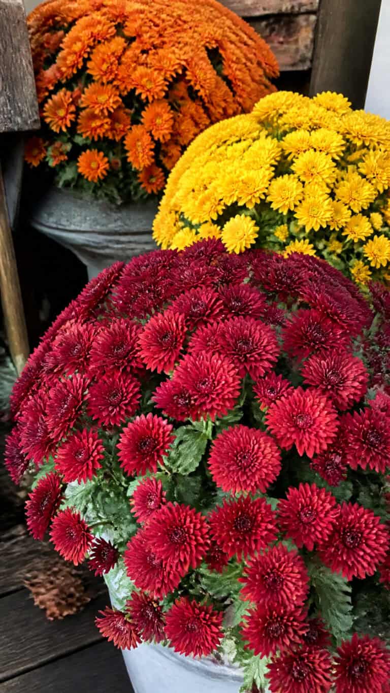 Choosing the Perfect Mums for Your Front Porch Display